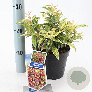 Leucothoe f. 'Rainbow' 25-30 cm 2,0L