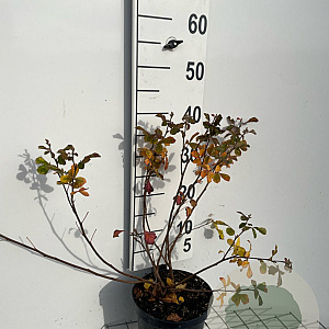 Rhus aromatica 'Grow-Low' 30-40 cm 3,0L
