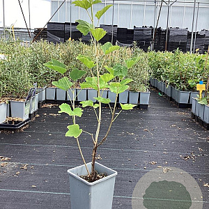 Ribes rub. Weisse Versailles 60-80 cm P15