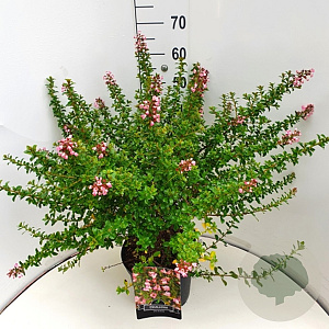 Escallonia 'Apple Blossom' 40 cm 10L