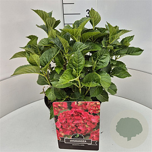 Hydrangea m. 'Sibilla' 30-40 cm 10L