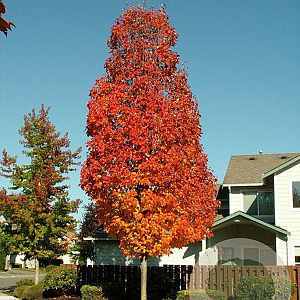 Acer rubrum 'Bowhall' 18-20 HO draadkluit 250 cm stam