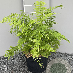 Athyrium filix-femina GM 2,0L