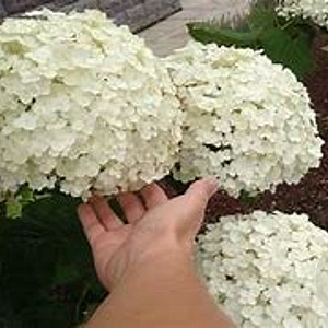 Hydrangea a. 'Bounty' 40-50 cm 3,0L