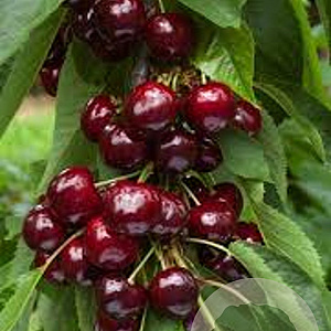 Prunus a. 'Van' 12-14 HO container