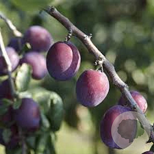 Prunus d. Reine Claude Dalthans 14-16 HO container 120 cm stam