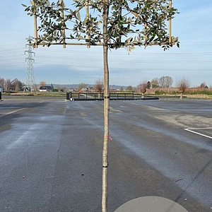Quercus ilex 6-8 cm container 180 cm stam leiboom