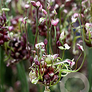 Allium scorodoprasum GM zaad 100 gram