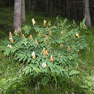 Astragalus glycyphyllos GM zaad 100 gram