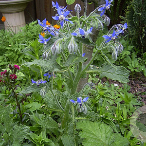 Borago officinalis GM zaad 100 gram