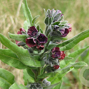Cynoglossum officinale GM zaad 100 gram