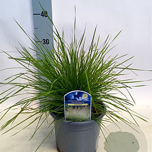 Deschampsia cespitosa GM zaad 100 gram