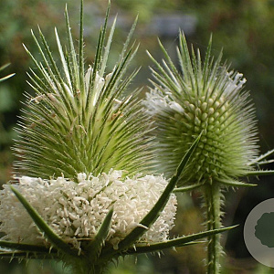 Dipsacus laciniatus GM zaad 100 gram