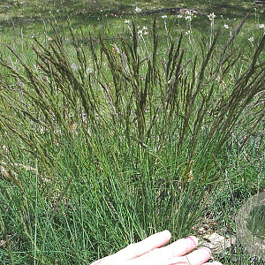 Festuca filiformis GM zaad 100 gram