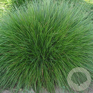 Festuca rubra commutata GM zaad 100 gram