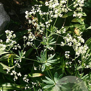 Galium sylvaticum GM zaad 100 gram