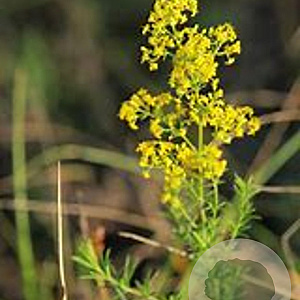 Galium verum GM zaad 100 gram