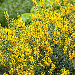 Genista tinctoria GM zaad 100 gram