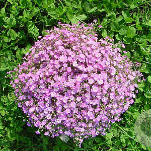 Gypsophila muralis GM zaad 100 gram
