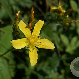 Hypericum montanum GM zaad 100 gram