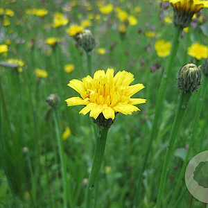 Hypochaeris radicata GM zaad 100 gram