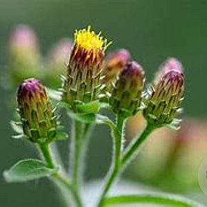 Inula conyzae GM zaad 100 gram