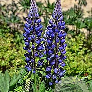 Lupinus perennis GM zaad 100 gram