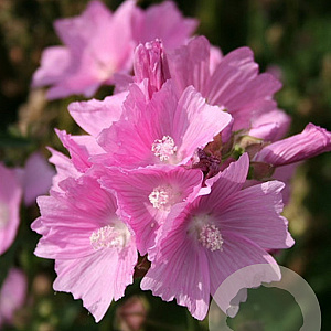 Malva alcea GM zaad 100 gram