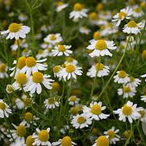 Matricaria chamomilla GM zaad 100 gram