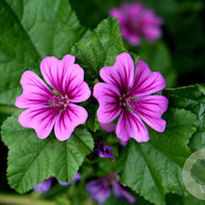 Malva sylvestris GM zaad 100 gram