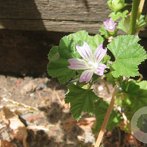 Malva neglecta GM zaad 100 gram
