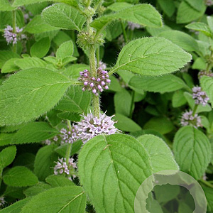 Mentha arvensis GM zaad 100 gram
