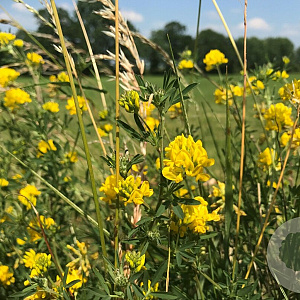 Medicago falcata GM zaad 100 gram
