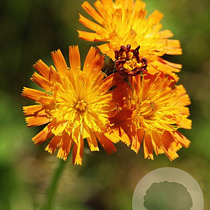 Pilosella aurantiaca GM zaad 100 gram