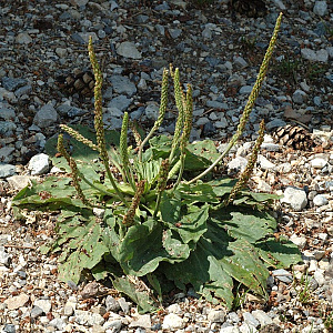 Plantago major ssp major GM zaad 100 gram