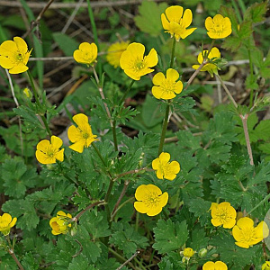Ranunculus bulbosus GM zaad 100 gram