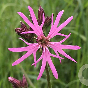 Silene flos-cuculi GM zaad 100 gram