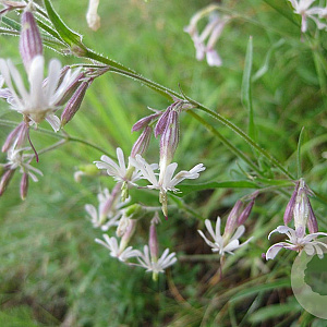 Silene nutans GM zaad 100 gram