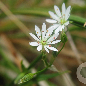 Stellaria graminea GM zaad 100 gram