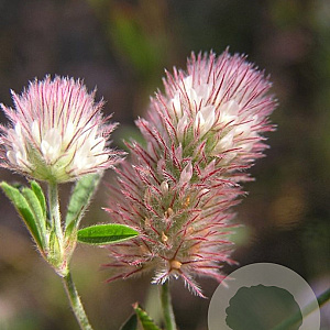Trifolium arvense GM zaad 100 gram