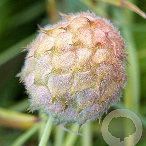 Trifolium fragiferum GM zaad 100 gram