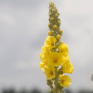 Verbascum phlomoides GM zaad 100 gram