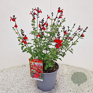 Salvia 'Royal Bumble' 30-35 cm 2,5L