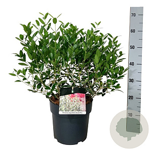 Phillyrea ang. Grand Prix 40-50 cm 6L