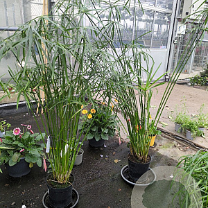 Cyperus glaber GM C5