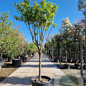 Diospyros kaki 'Rojo Brillante' 190 cm stam container 16-18