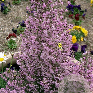 Erica canaliculata 80-100 cm 35L
