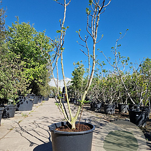 Ficus car. 'Brown Turkey' 200-250 cm container meerstammig