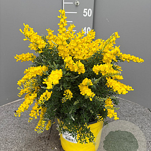 Genista spachiana GM C3