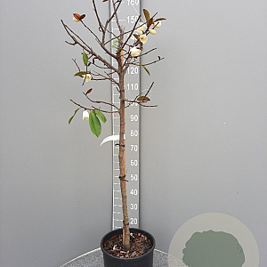 Michelia figo 70 cm stam container 8-10